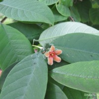 Wrightia arborea (Dennst.) Mabb.